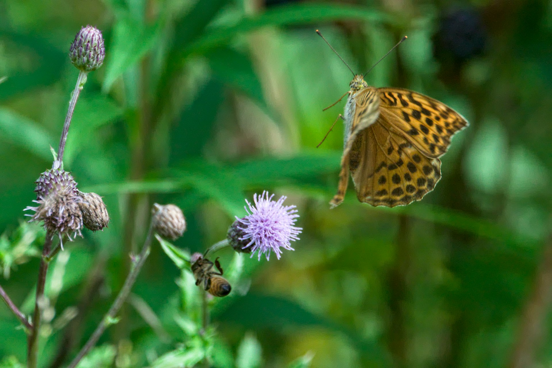 a butterfly sitting on top of a purple flower